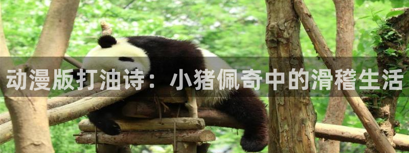 age动漫网官网入口：动漫版打油诗：小猪佩奇中的滑稽生活